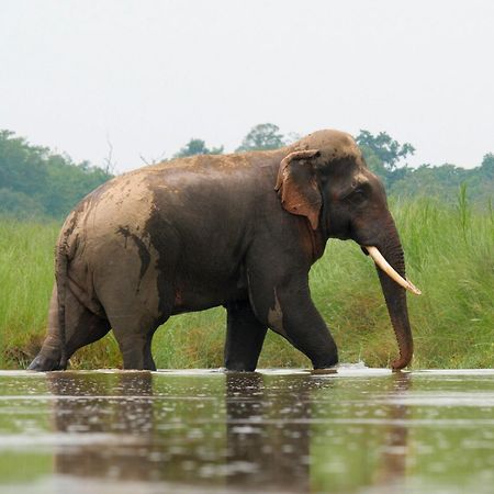 ホテル Family House - Bardia National Park バルディヤ エクステリア 写真