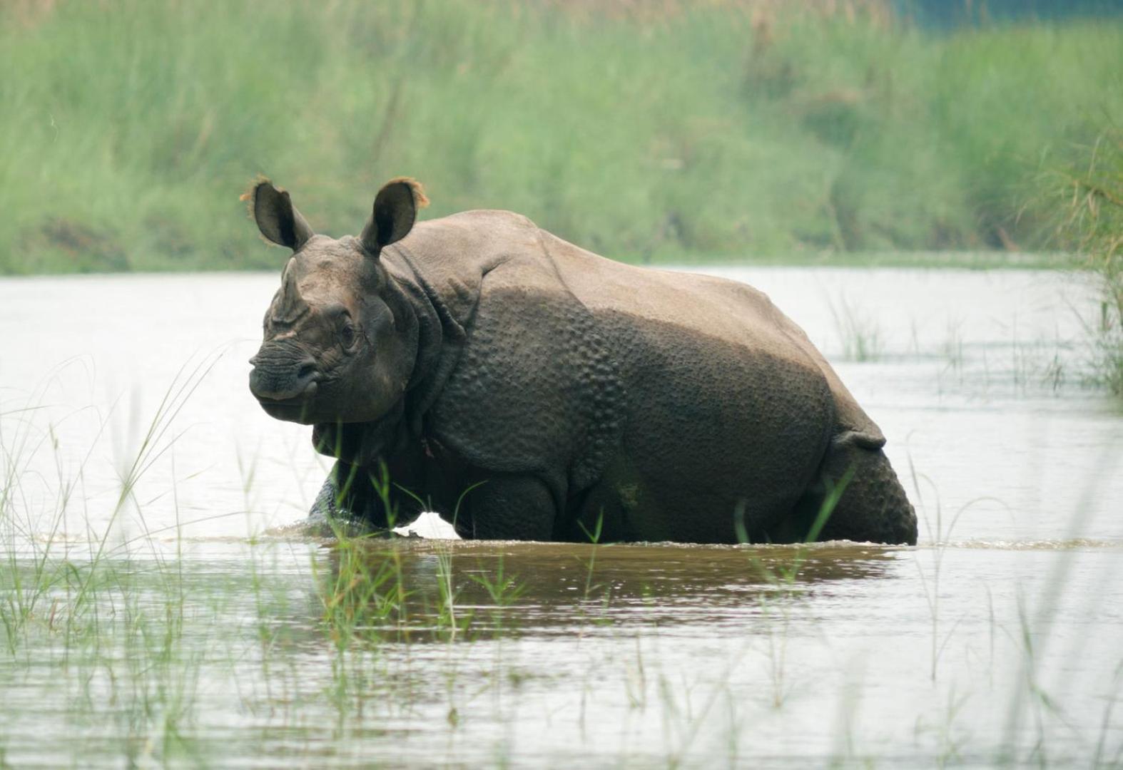 ホテル Family House - Bardia National Park バルディヤ エクステリア 写真