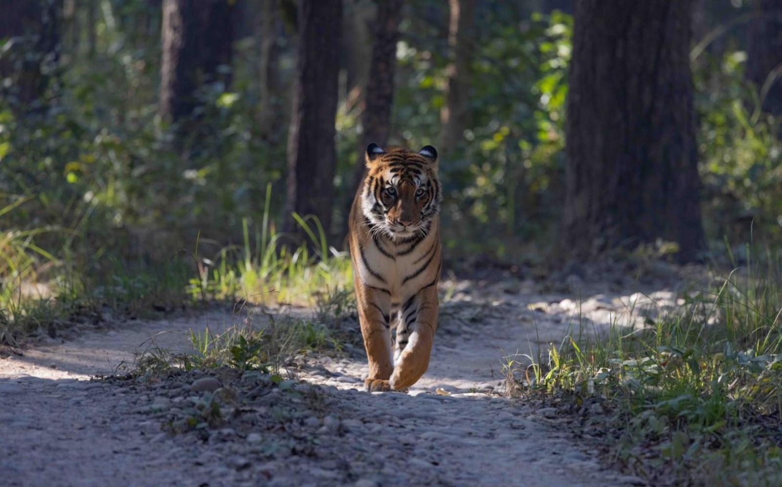 ホテル Family House - Bardia National Park バルディヤ エクステリア 写真