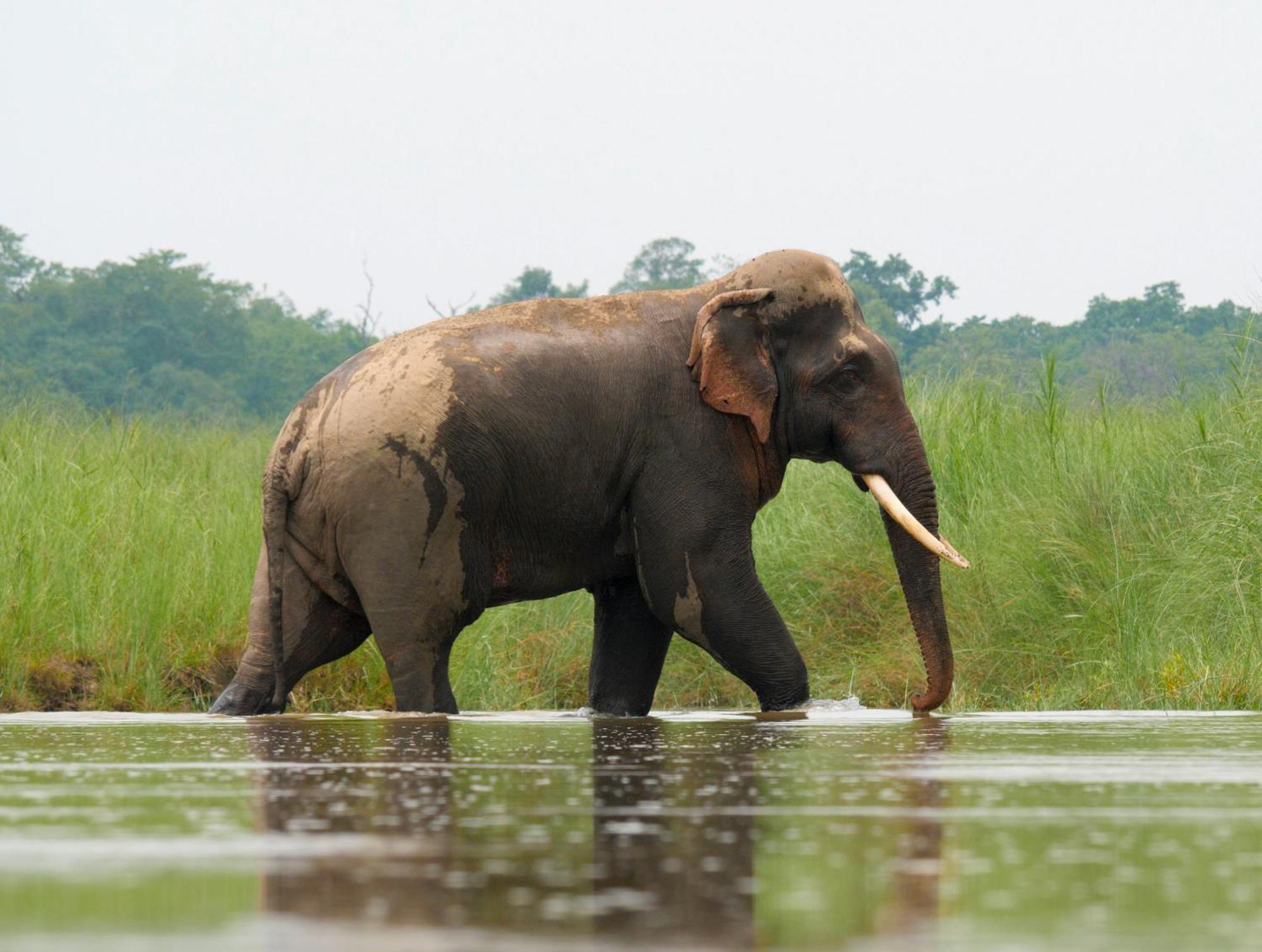 ホテル Family House - Bardia National Park バルディヤ エクステリア 写真